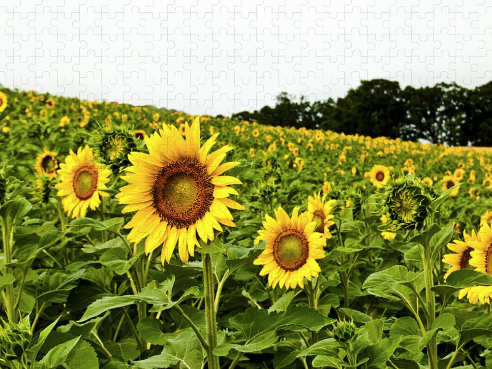 Bloom Jigsaw Puzzle featuring the photograph Sunflowers on a Hill by Christi Kraft