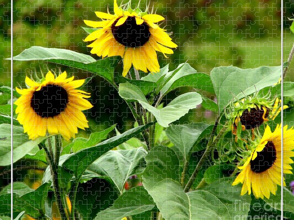 Sunflowers Jigsaw Puzzle featuring the photograph Sunflowers by Rose Santuci-Sofranko