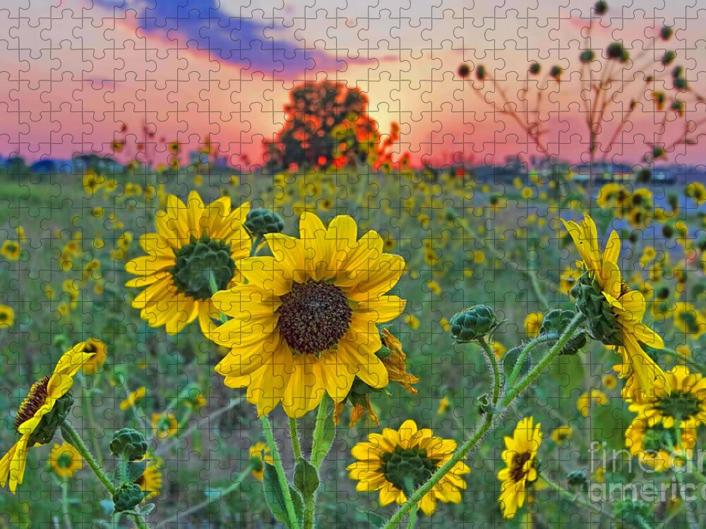 Sunflower Jigsaw Puzzle featuring the photograph Sunflowers Sunset by Gary Holmes