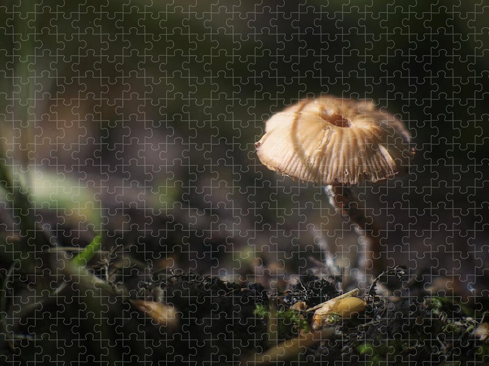 Mushroom Jigsaw Puzzle featuring the photograph Sunlit Mushroom by Scott Norris