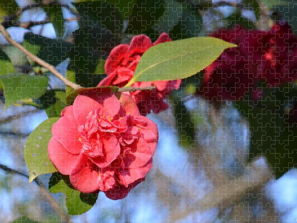 Sunny Red Camelias Jigsaw Puzzle featuring the photograph Sunny Red Camelias by Maria Urso