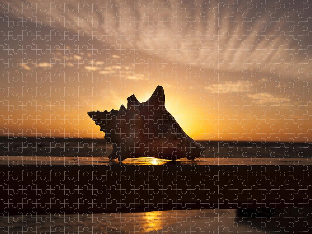 Sunrise Conch Jigsaw Puzzle featuring the photograph Sunrise Conch by Jean Noren