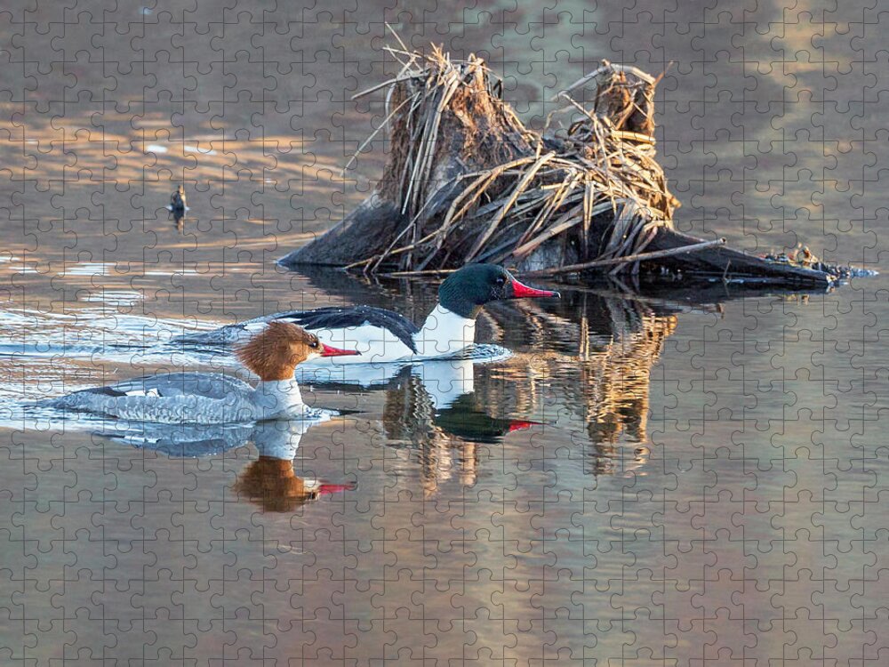 Reflection Jigsaw Puzzle featuring the photograph Sunrise In The Swamp Square by Bill Wakeley