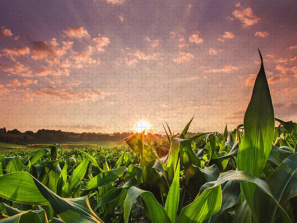 Scenics Puzzle featuring the photograph Sunrise Over Field Of Crops In France by Verity E. Milligan