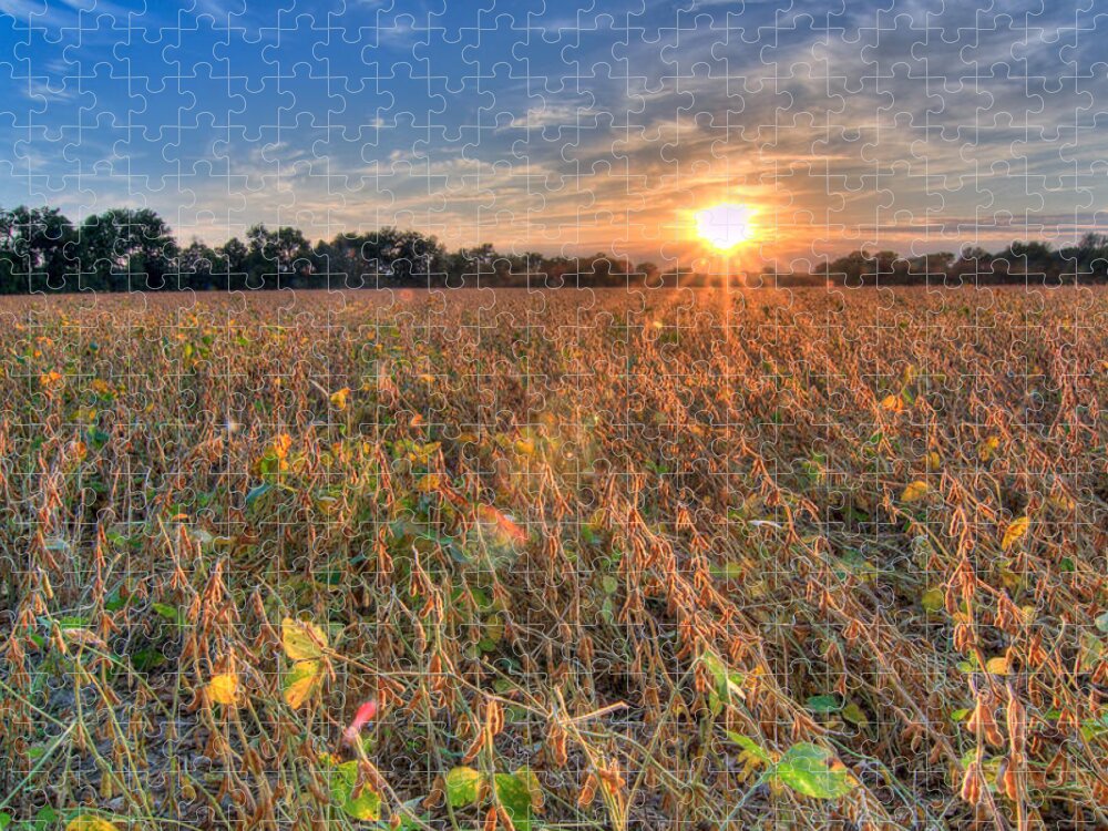 Sunset Jigsaw Puzzle featuring the photograph Sunset and Soybeans by Steve Stuller