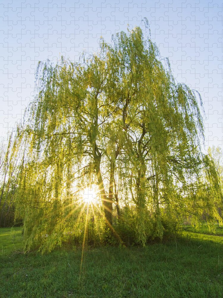 Autumn Jigsaw Puzzle featuring the photograph Sunset Willow by Mircea Costina Photography