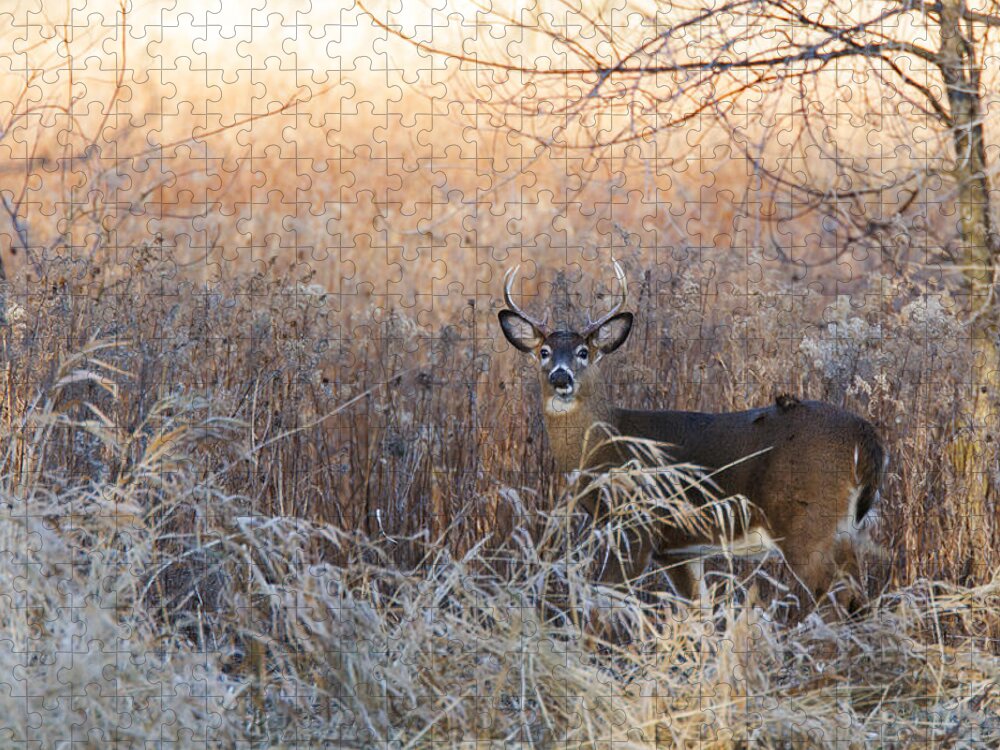 White-tailed Jigsaw Puzzle featuring the photograph Sunshine Deer by Mircea Costina Photography