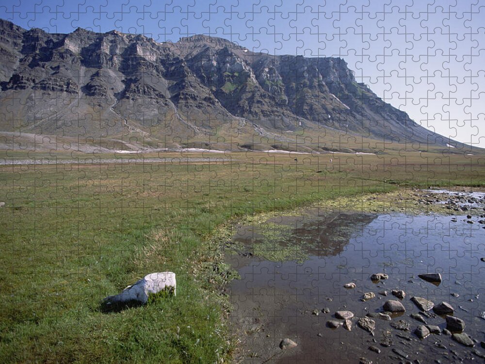 Feb0514 Jigsaw Puzzle featuring the photograph Svalbard Reindeer In Arctic Meadow by Tui De Roy