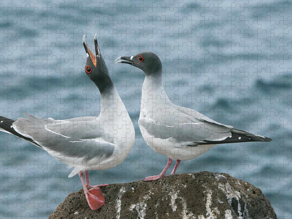 Feb0514 Jigsaw Puzzle featuring the photograph Swallow-tailed Gulls Courting Galapagos by Kevin Schafer