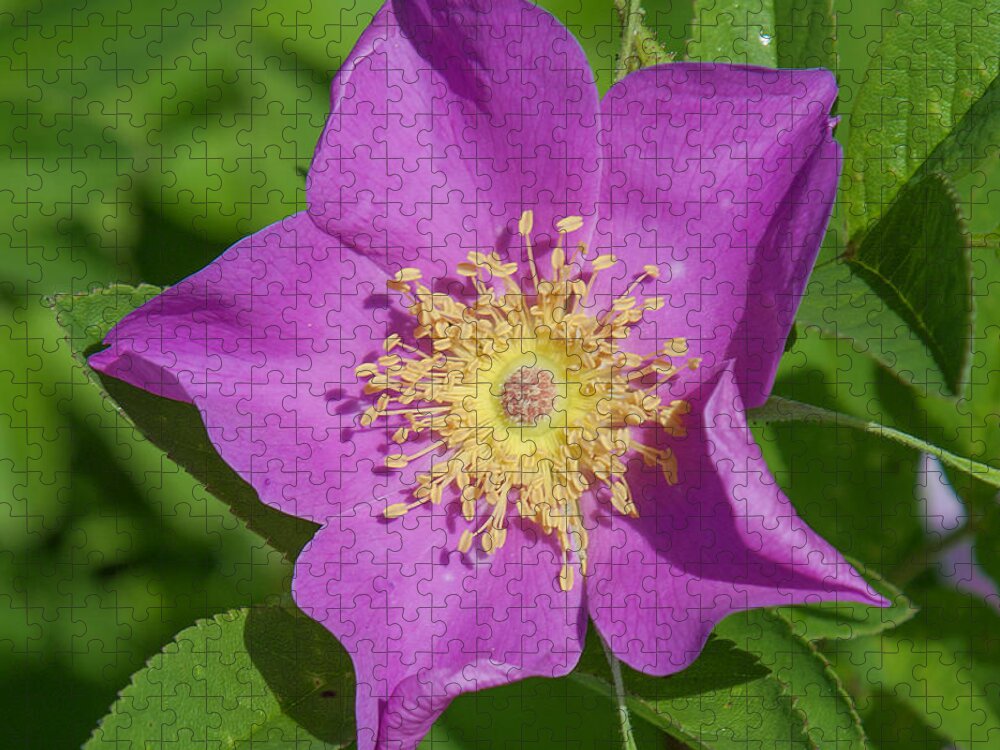Marsh Jigsaw Puzzle featuring the photograph Swamp Rose Just Opening DSMF219 by Gerry Gantt