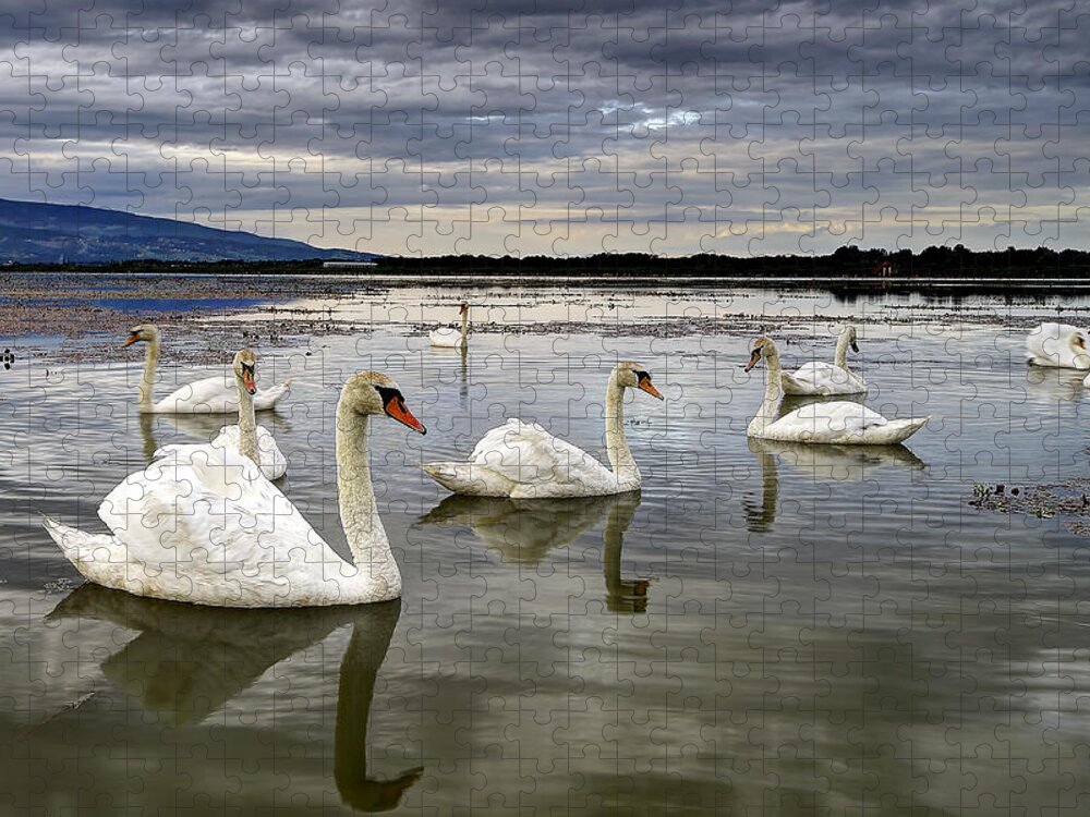 Water Jigsaw Puzzle featuring the photograph Swans by Ivan Slosar