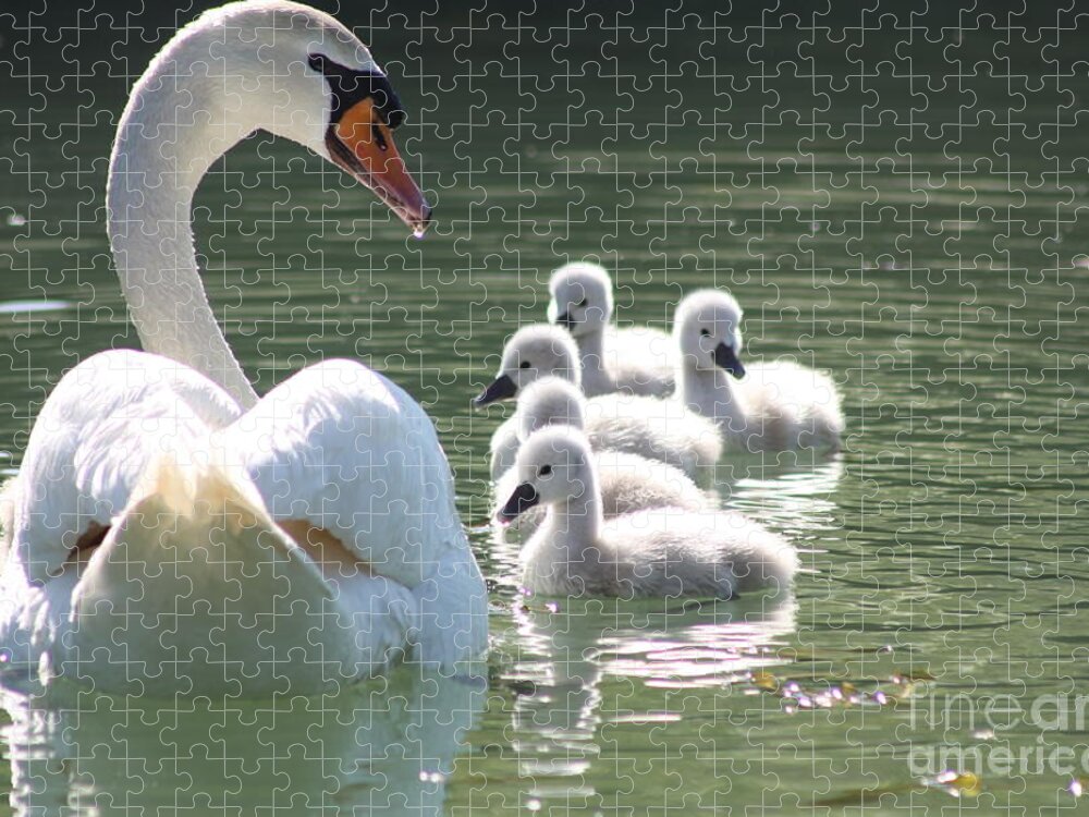 Rogerio Mariani Jigsaw Puzzle featuring the photograph Swans by Rogerio Mariani
