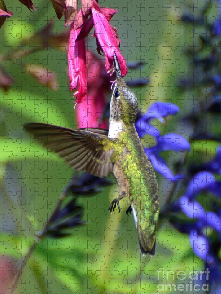 Birds Jigsaw Puzzle featuring the photograph Sweet Hummer by Kathy Baccari