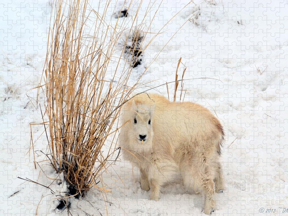 Mountain Goats Jigsaw Puzzle featuring the photograph Sweet Little One by Dorrene BrownButterfield