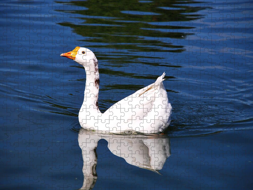 Goose Jigsaw Puzzle featuring the photograph Swimming Alone by Linda Segerson