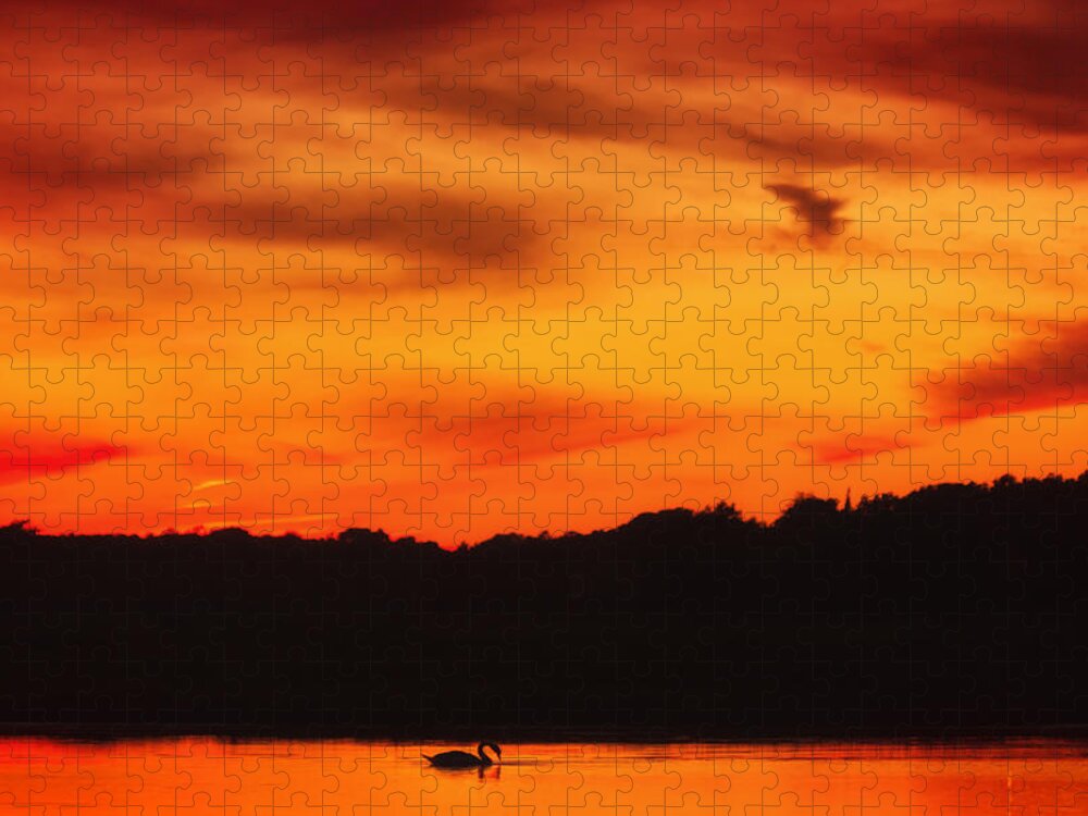 Swan Jigsaw Puzzle featuring the photograph Swimming in Sunset Skies by Sylvia J Zarco