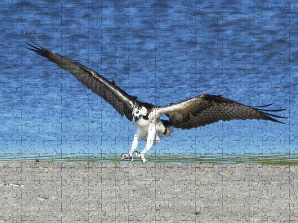 Wildlife Jigsaw Puzzle featuring the photograph Swooping Osprey by Kenneth Albin