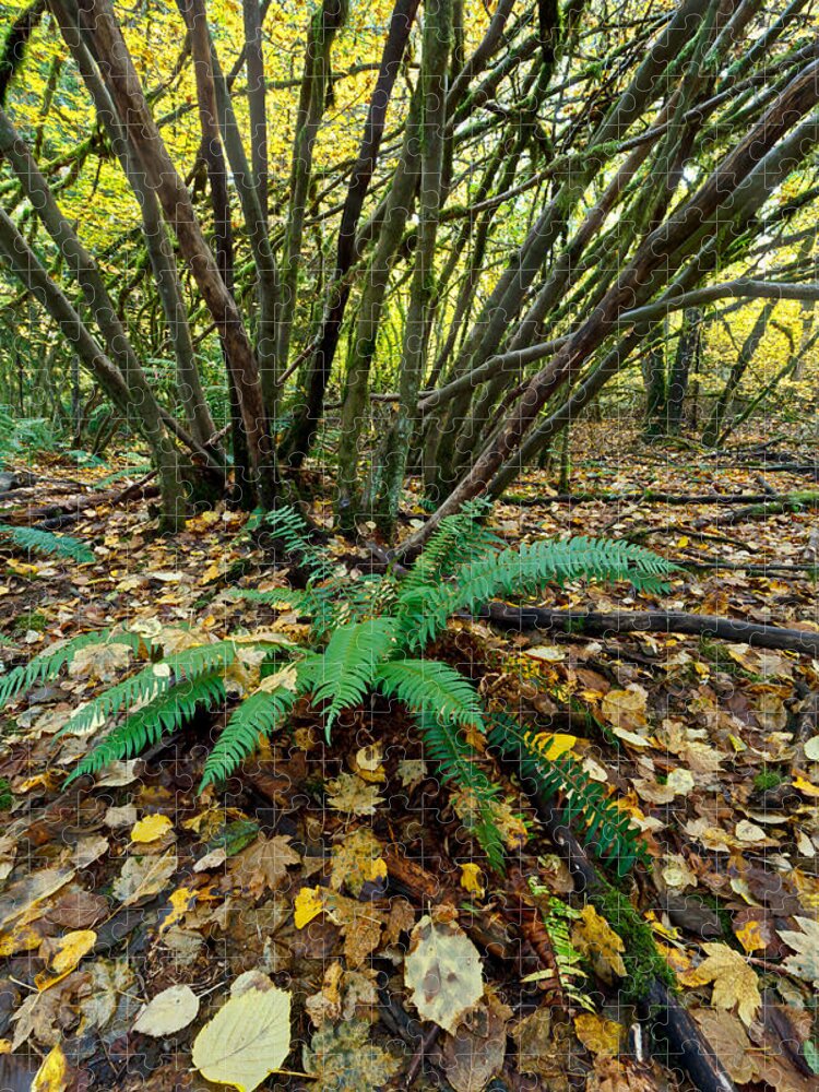 A. Circinatum Jigsaw Puzzle featuring the photograph Sword Fern and Vine Maples by Michael Russell
