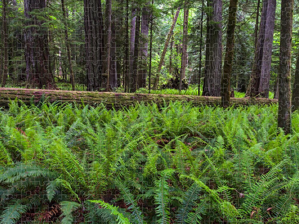 Botany Jigsaw Puzzle featuring the photograph Sword Ferns in Macmillan Provincial Park by Michael Russell