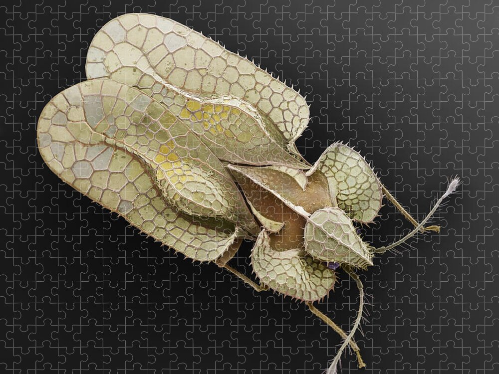 Albert Lleal Jigsaw Puzzle featuring the photograph Sycamore Lace Bug Sem by Albert Lleal