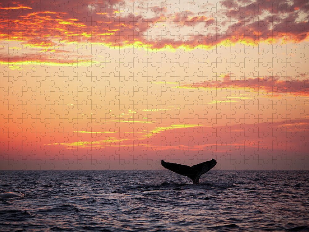 Diving Into Water Jigsaw Puzzle featuring the photograph Tail Fin From Diving Humpback Whale At by Clumpner