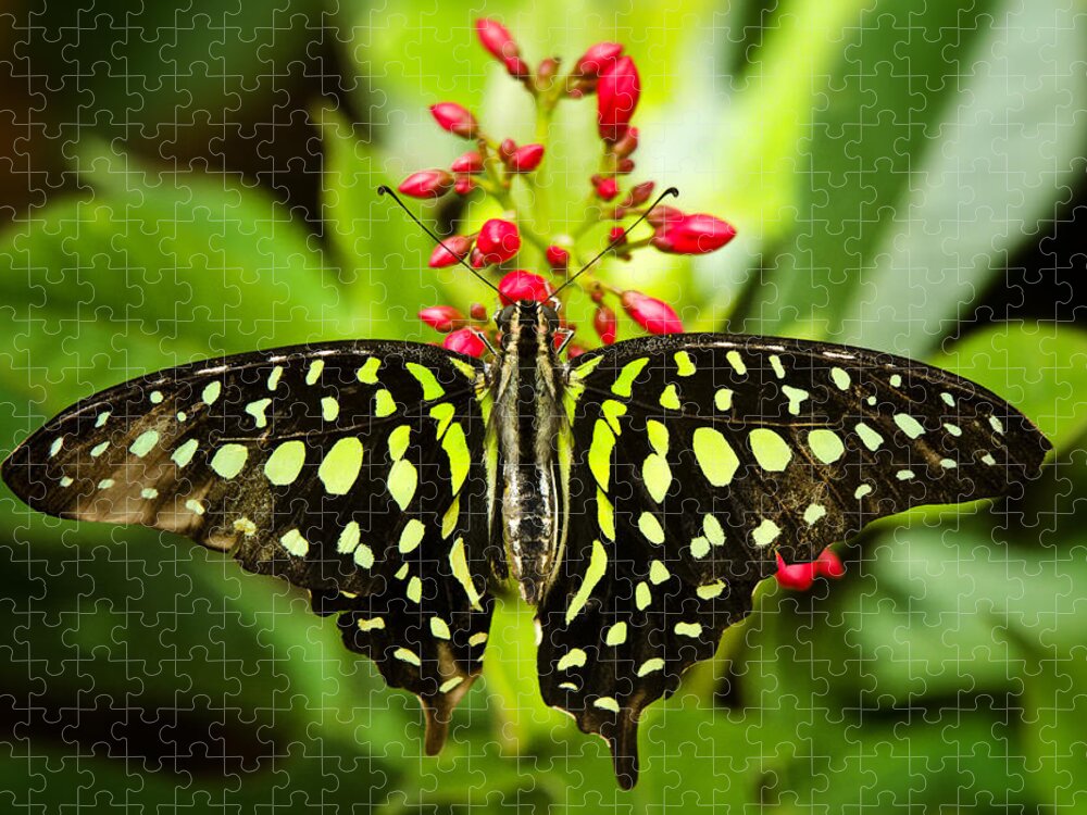 Tailed Green Jay Butterfly Jigsaw Puzzle featuring the photograph Tailed Green Jay Butterfly by Saija Lehtonen