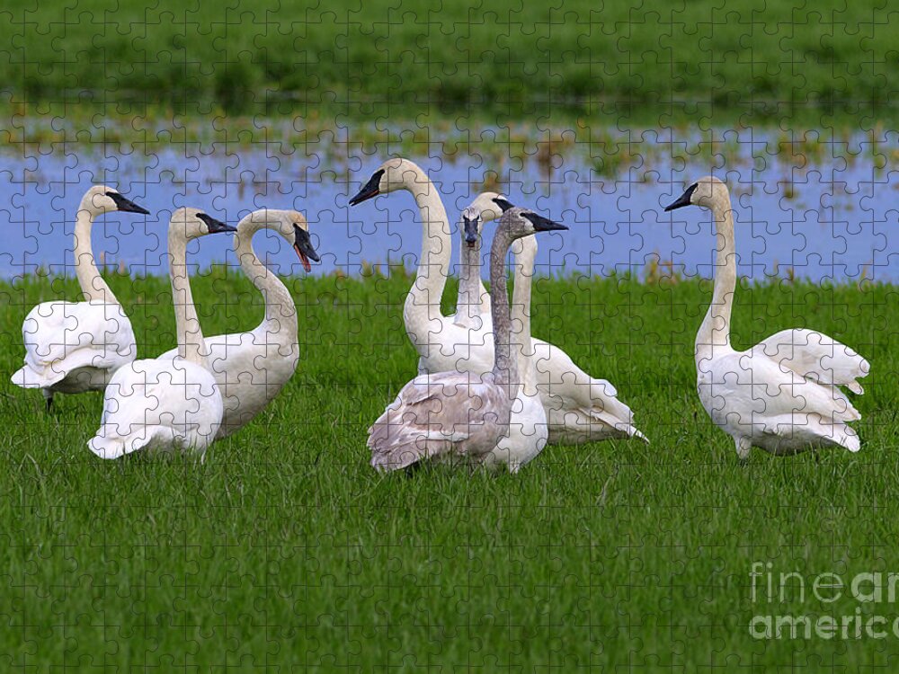 Trumpeter Swans Jigsaw Puzzle featuring the photograph Tea Party by Sharon Talson