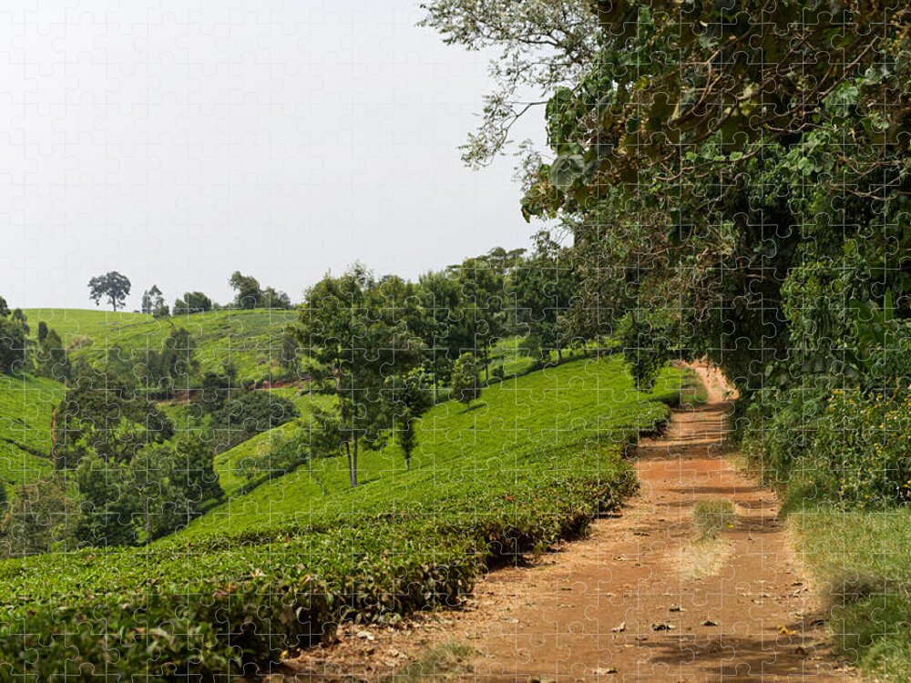 Kenya Jigsaw Puzzle featuring the photograph Tea Plantation In Kenya by Simplycreativephotography