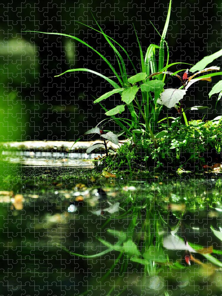 Swamp Jigsaw Puzzle featuring the photograph Tears and Mirth by Rebecca Sherman