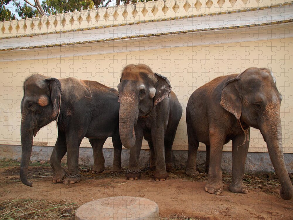 Animal Mamal Elephant Jigsaw Puzzle featuring the digital art Temple Elephants Maharaja's Palace India Mysore by Carol Ailles