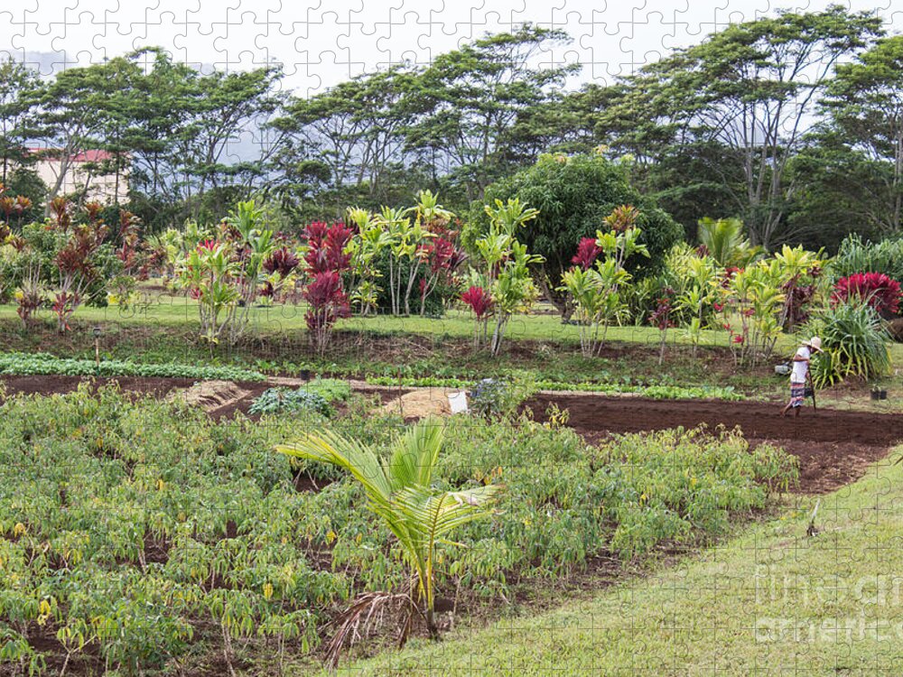 Kilohana Plantation Jigsaw Puzzle featuring the photograph Tending The Land by Suzanne Luft
