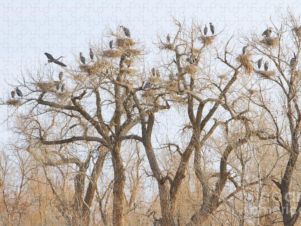 Blue Heron Jigsaw Puzzle featuring the photograph Thats A Lot Of Heron by James BO Insogna