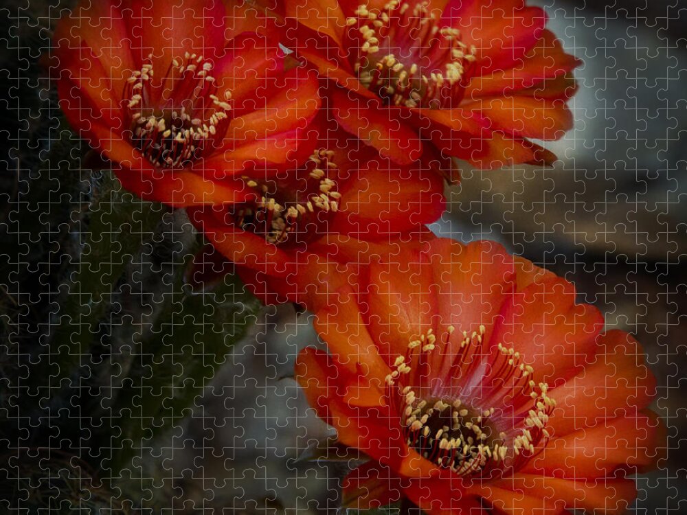 Red Cactus Flower Jigsaw Puzzle featuring the photograph The Beauty of RED by Saija Lehtonen