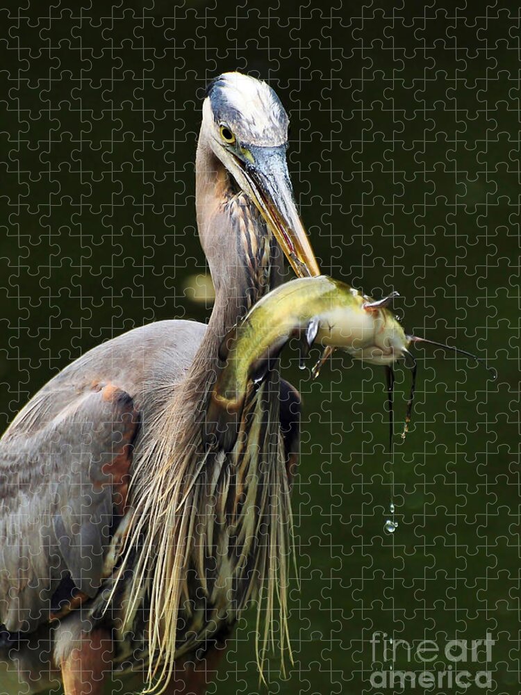 Great Blue Heron Jigsaw Puzzle featuring the photograph The Big Catch by Kathy Baccari
