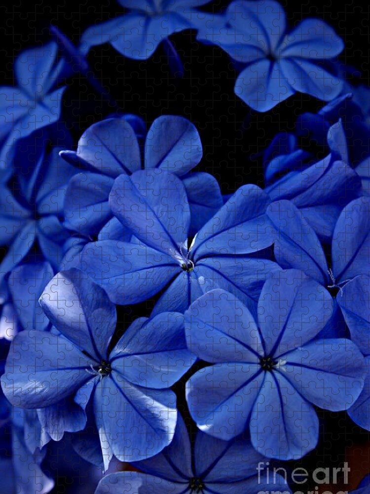 Plumbago Jigsaw Puzzle featuring the photograph The Blues by Clare Bevan