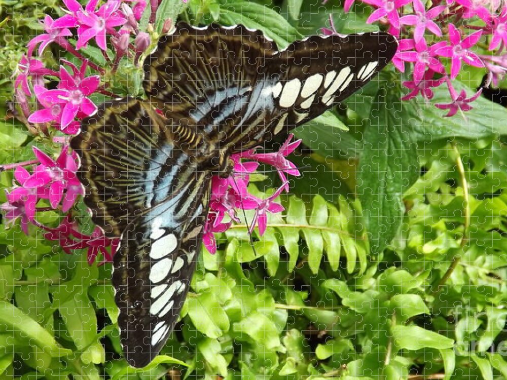 Butterfly Jigsaw Puzzle featuring the photograph The Brown Clipper by Lingfai Leung