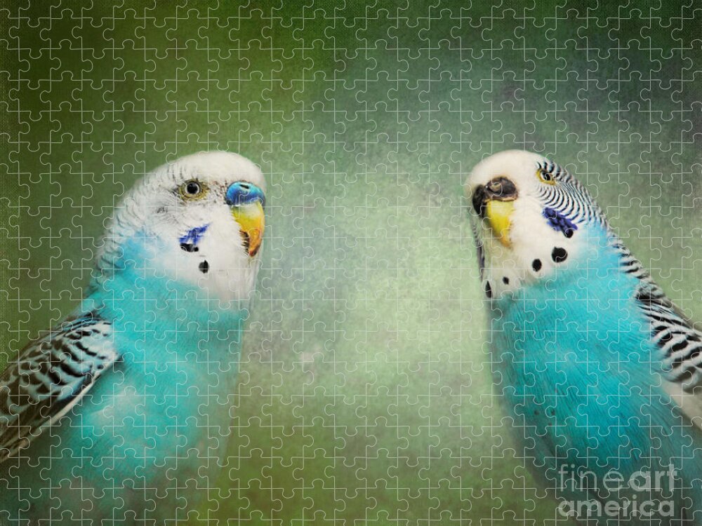 Bird Jigsaw Puzzle featuring the photograph The Budgie Collection - Budgie Pair by Jai Johnson