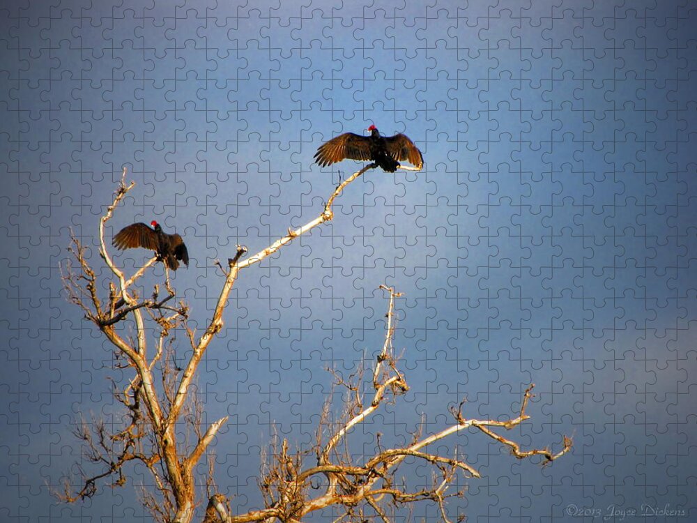 Buzzard Jigsaw Puzzle featuring the photograph The Buzzard Roost by Joyce Dickens