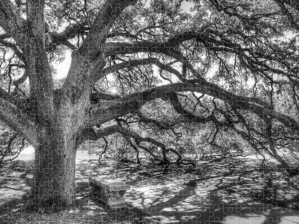 Tree Jigsaw Puzzle featuring the photograph The Century Oak by Scott Norris