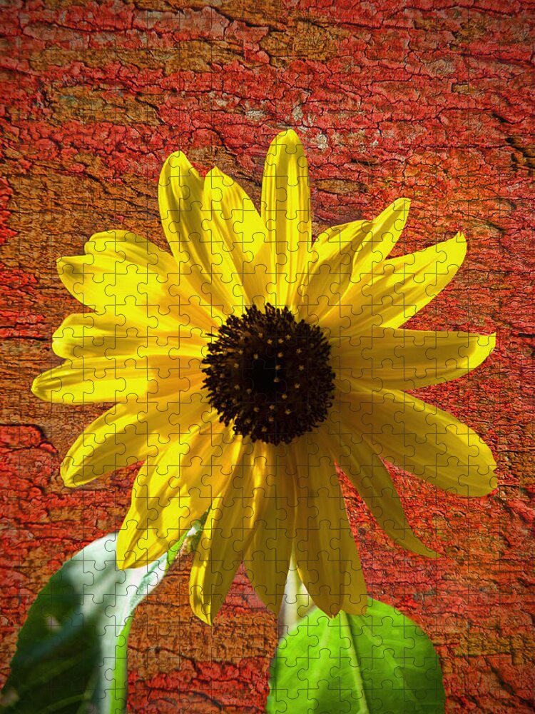 Sunflower Jigsaw Puzzle featuring the photograph The Contrast Of Time by Sandi OReilly