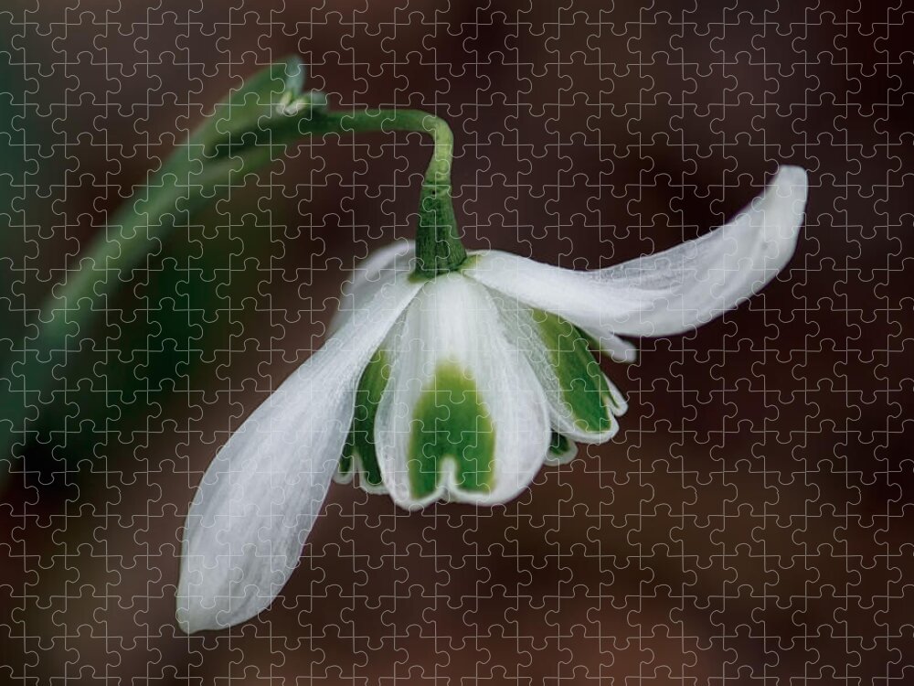 Floral Jigsaw Puzzle featuring the photograph The Dance of the Snowdrop by Shirley Mitchell