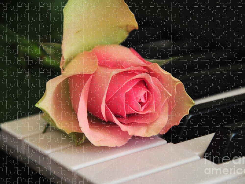 Rose Jigsaw Puzzle featuring the photograph The Delicate Rose by Randi Grace Nilsberg