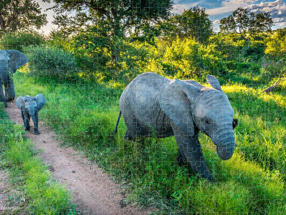 Elephant Jigsaw Puzzle featuring the photograph The Elephant Family by Andrew Matwijec