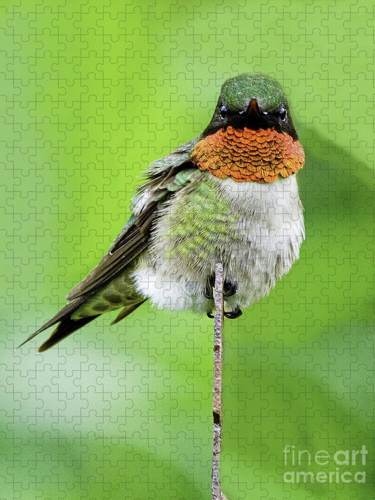 Hummingbird Jigsaw Puzzle featuring the photograph The Flash by Jan Killian