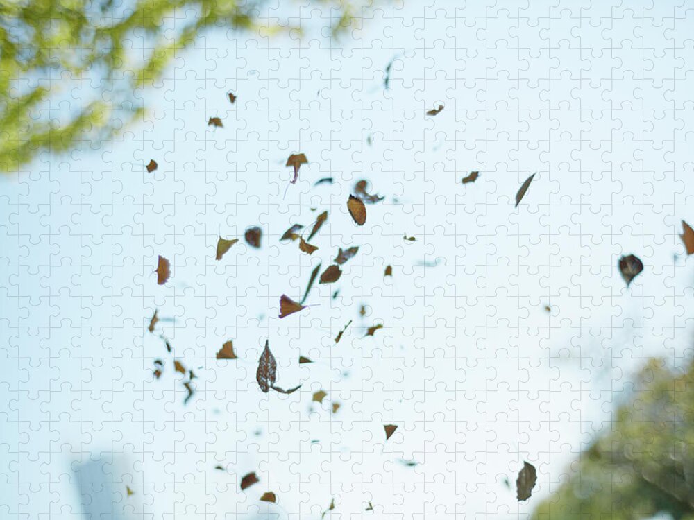 Mid-air Jigsaw Puzzle featuring the photograph The Floated Leaves by Kaneko Ryo