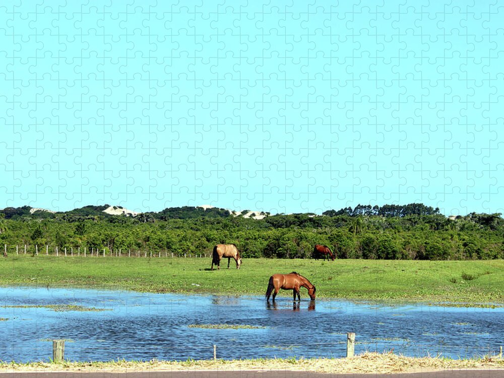 Horse Jigsaw Puzzle featuring the photograph The Freshly Baked Pasture Water - Rio by Lelia Valduga