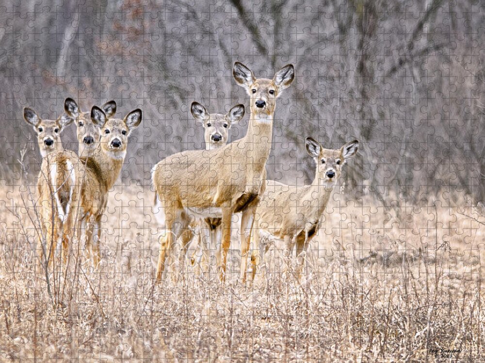 White Tail Deer Jigsaw Puzzle featuring the photograph The Gang by Peg Runyan