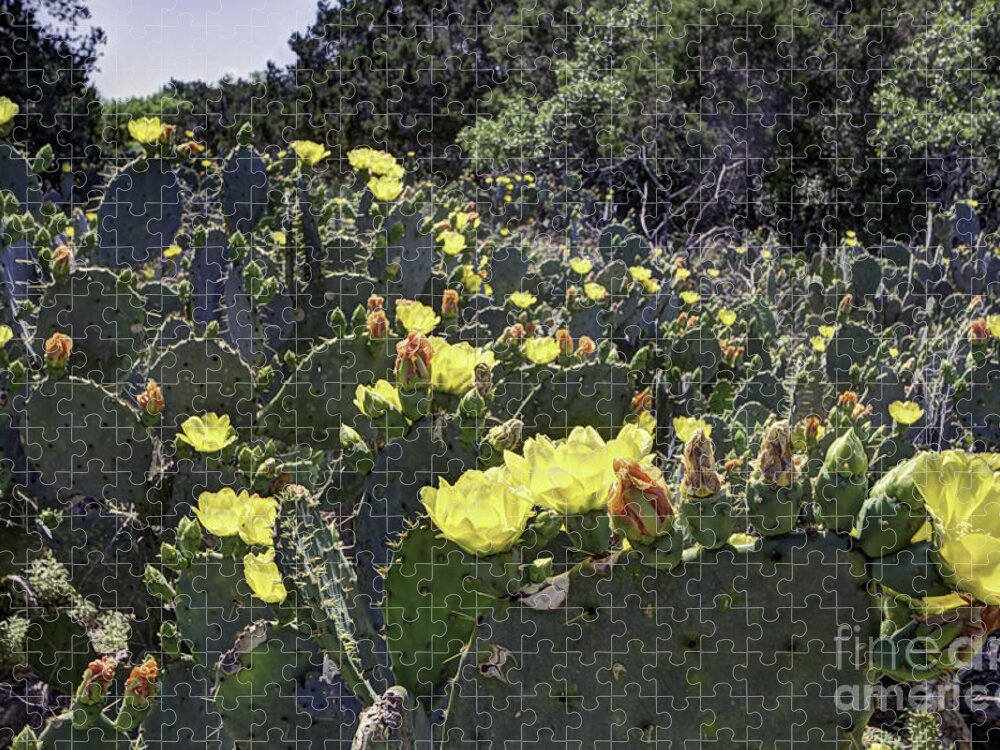Golden Spikes Jigsaw Puzzle featuring the photograph The Golden Spikes by Gary Holmes