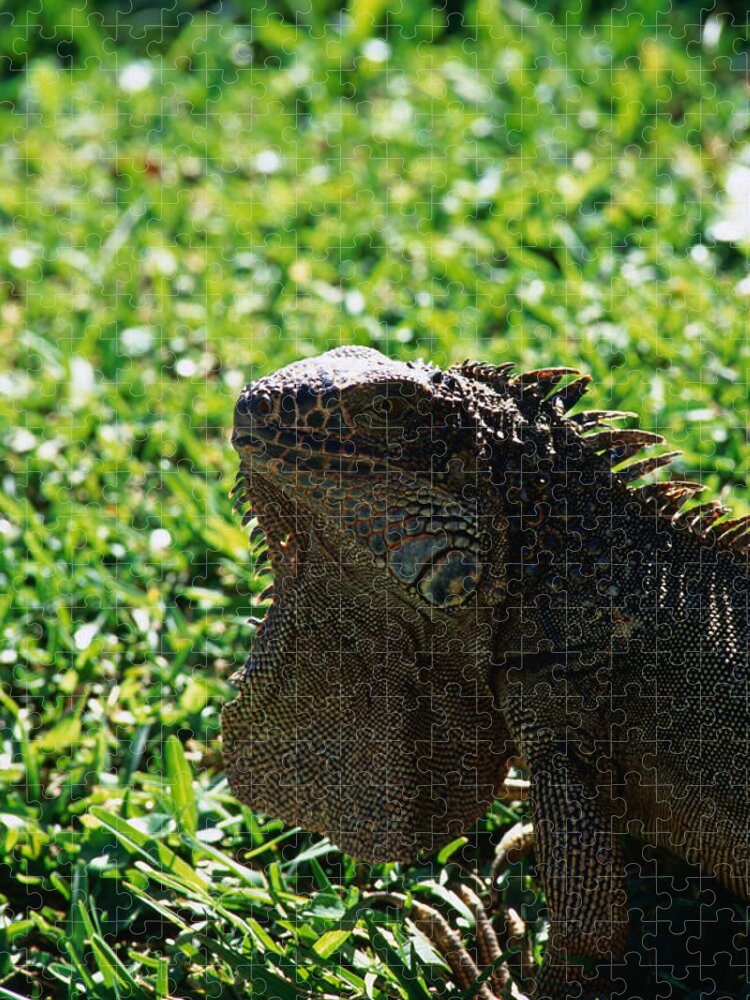 Animal Jigsaw Puzzle featuring the photograph The Green Iguana Iguana Iguana, A Costa by Mark Newman