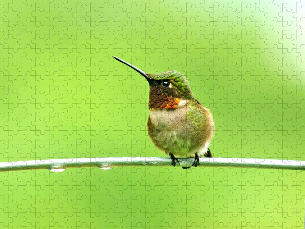 Hummingbird Jigsaw Puzzle featuring the photograph The Hummer And the Tomato Cage by Lara Ellis